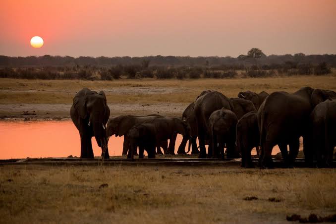 Hwange National Park